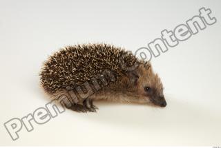 Hedgehog - Erinaceus europaeus  0034